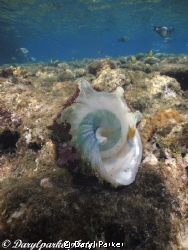snorkling over house reef, lovely cone shell on its side
... by Daryl Parker 